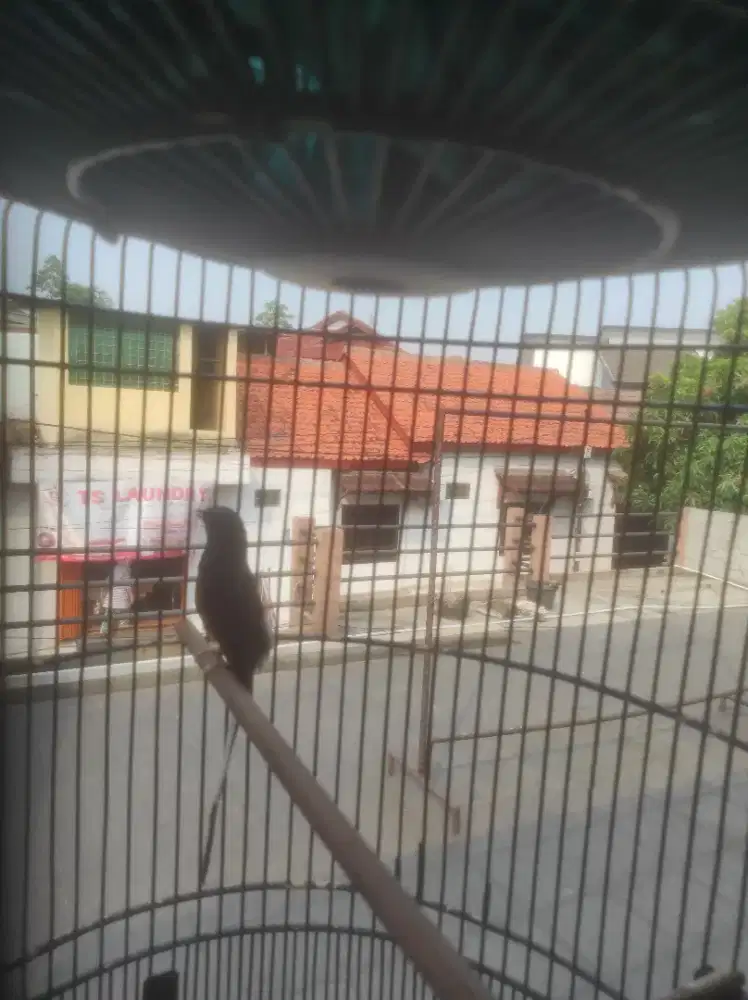Murai Batu Non Gembung