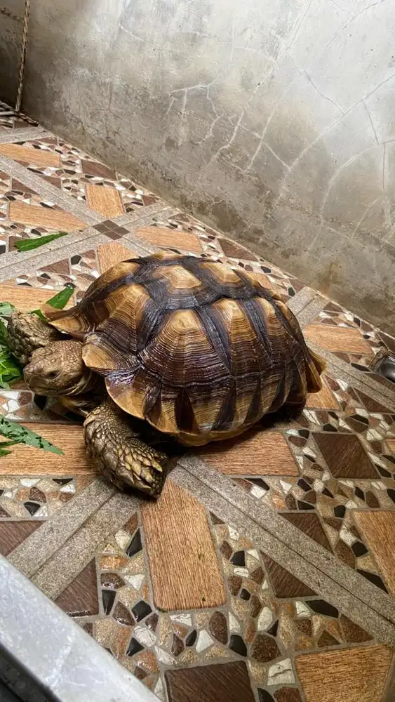 SULCATA JANTAN 40cm+
