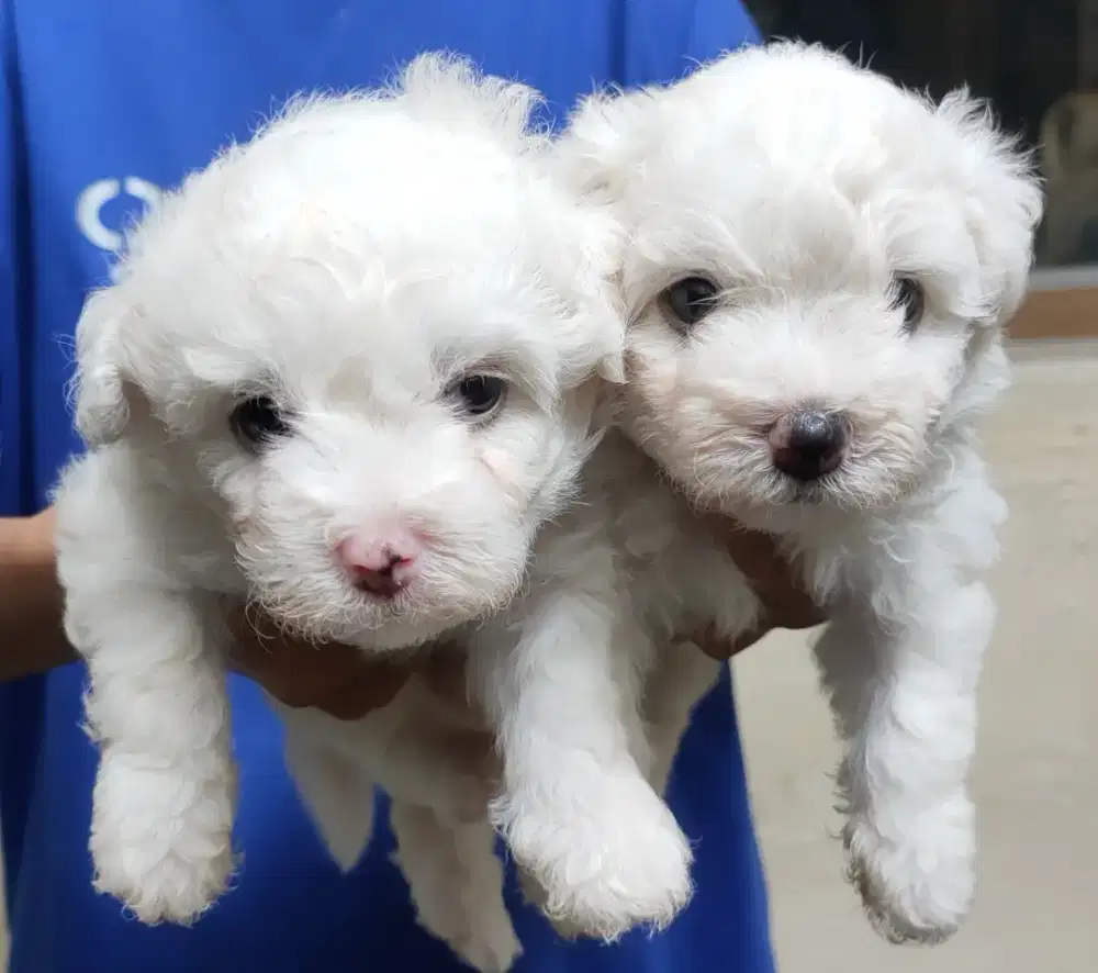 BICHON FRISE BETINA STAMBUM VAKSIN KUALITAS BAGUS