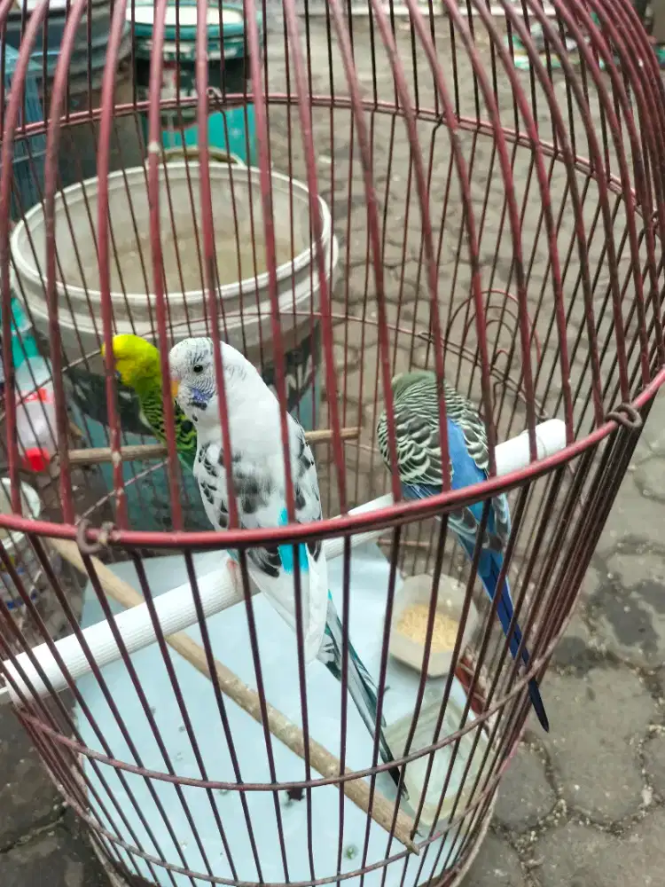 Jual Burung Parkit Lokal