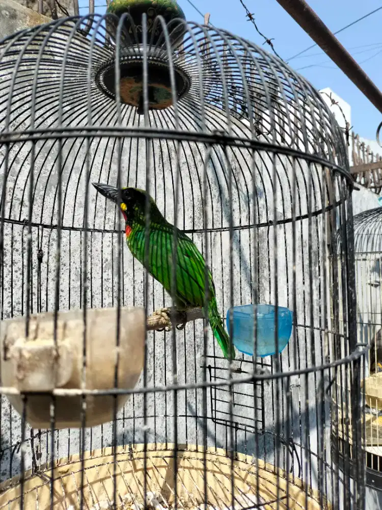 Burung Bultok Jinak