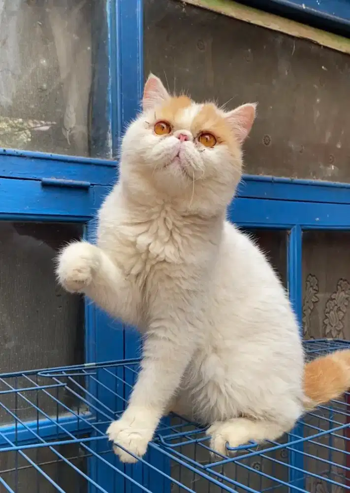 Peaknose Exotic jantan