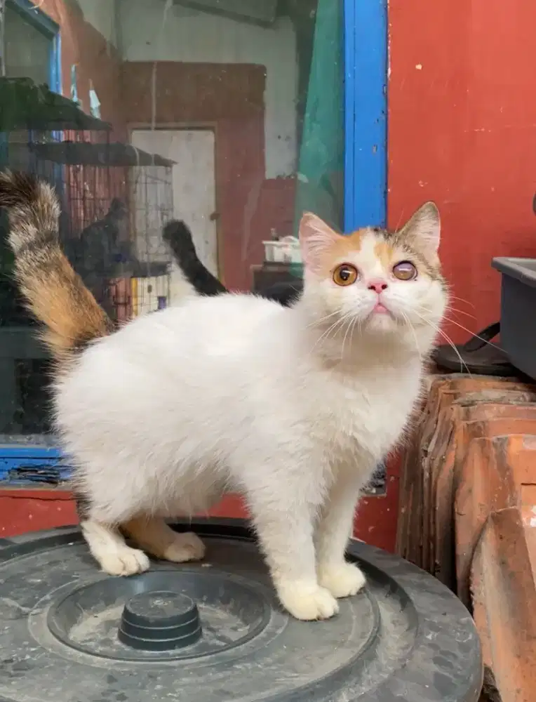Flatnose Betina