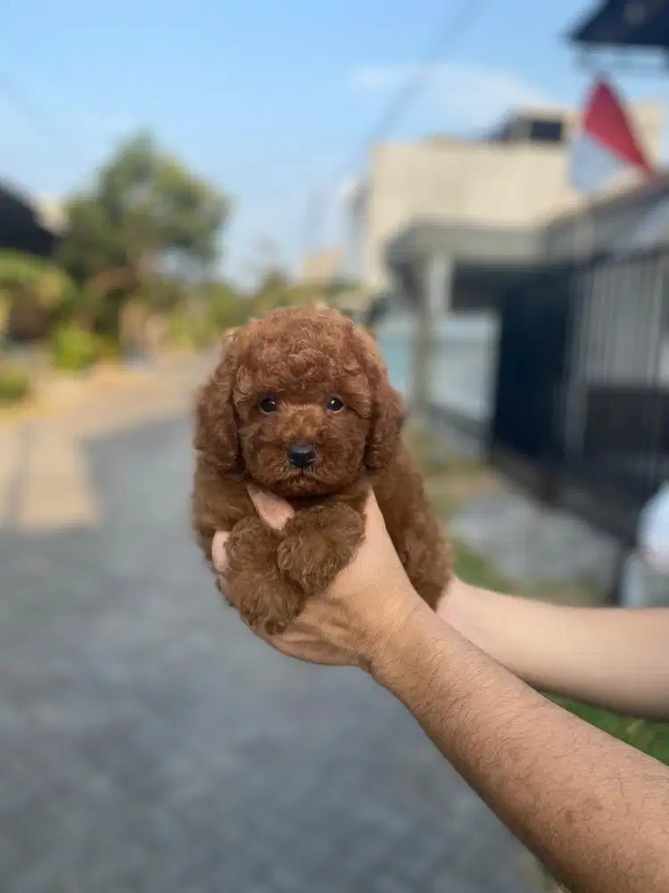 Toy poodle jantan tedy bear red