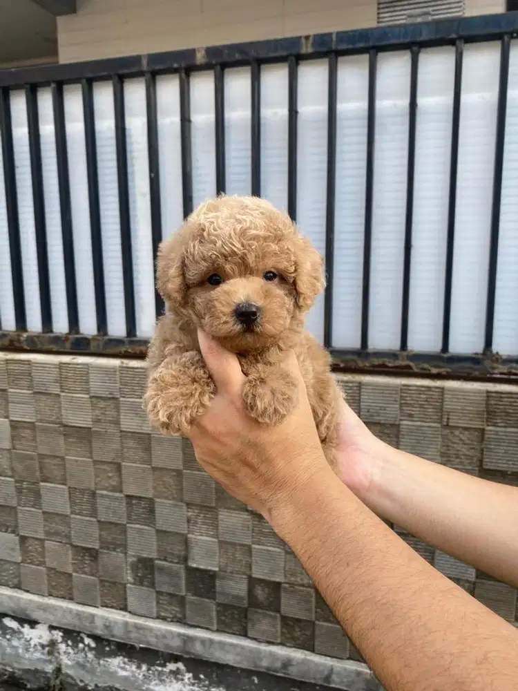 Toy poodle jantan tedy bear brown