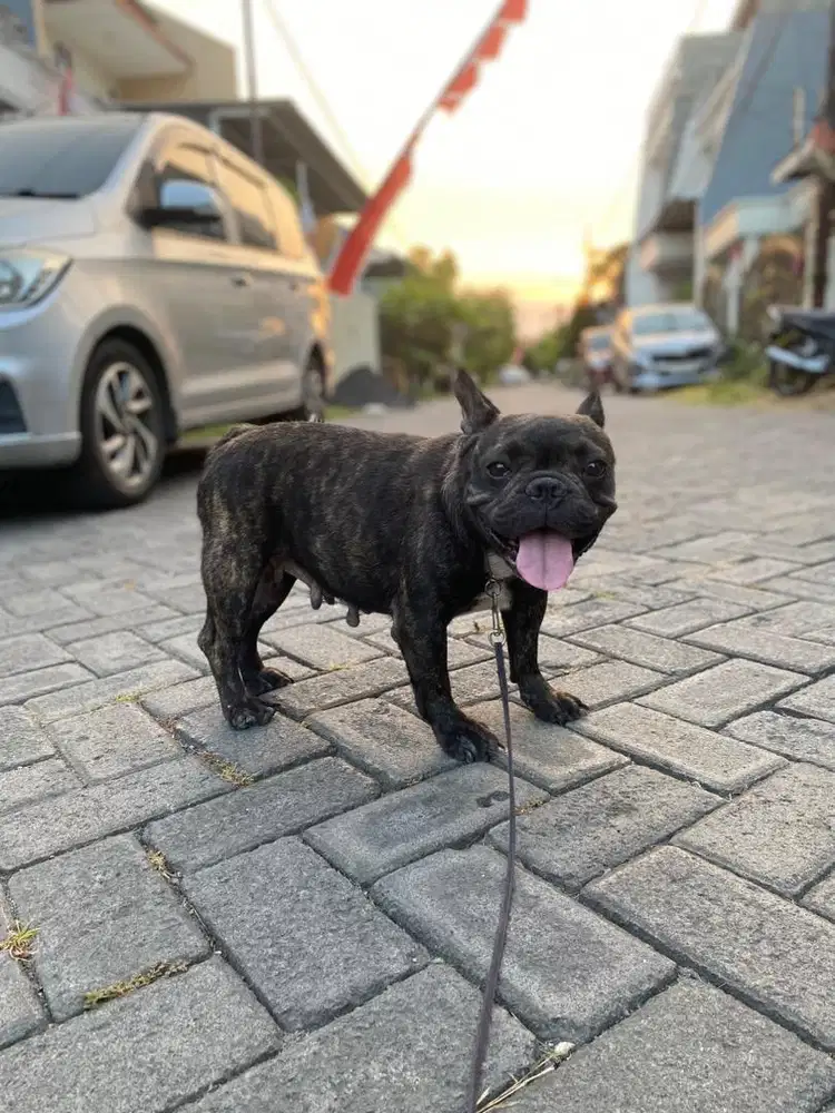 Indukan french bulldog stambum