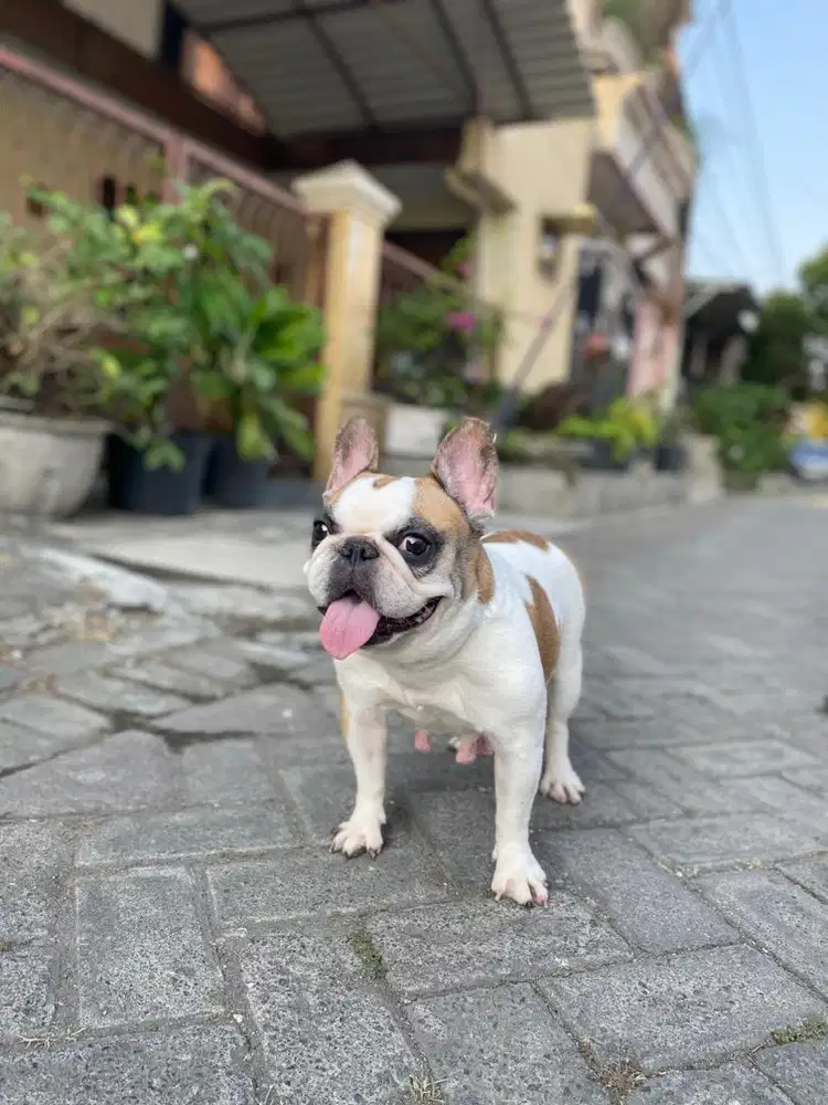 Indukan french bulldog pied