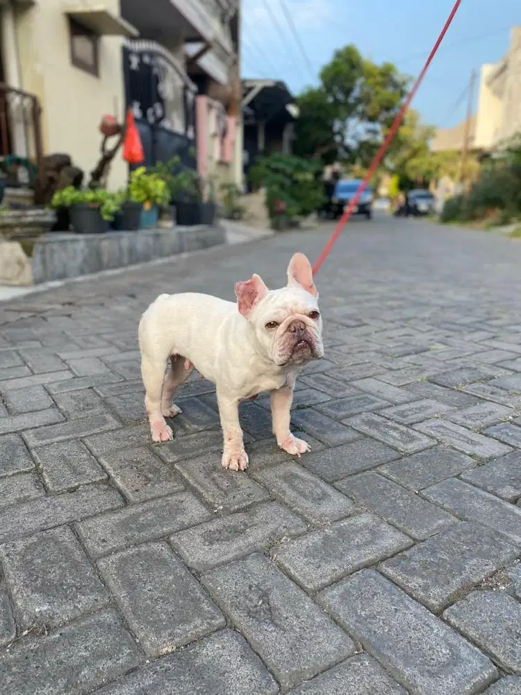 Indukan french bulldog import polandia langsung