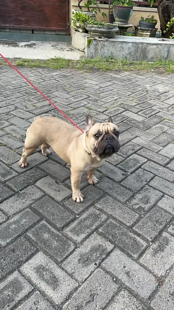 Indukan french bulldog cakep