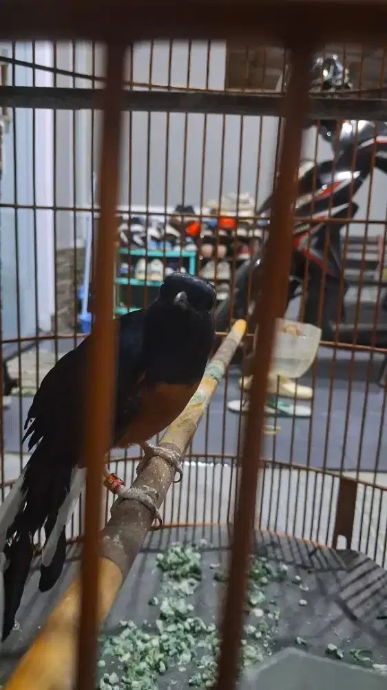 Burung Murai Batu Medan