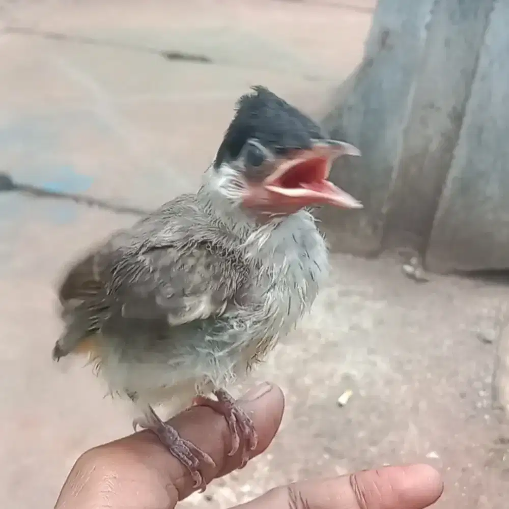 Kutilang lolohan jatim