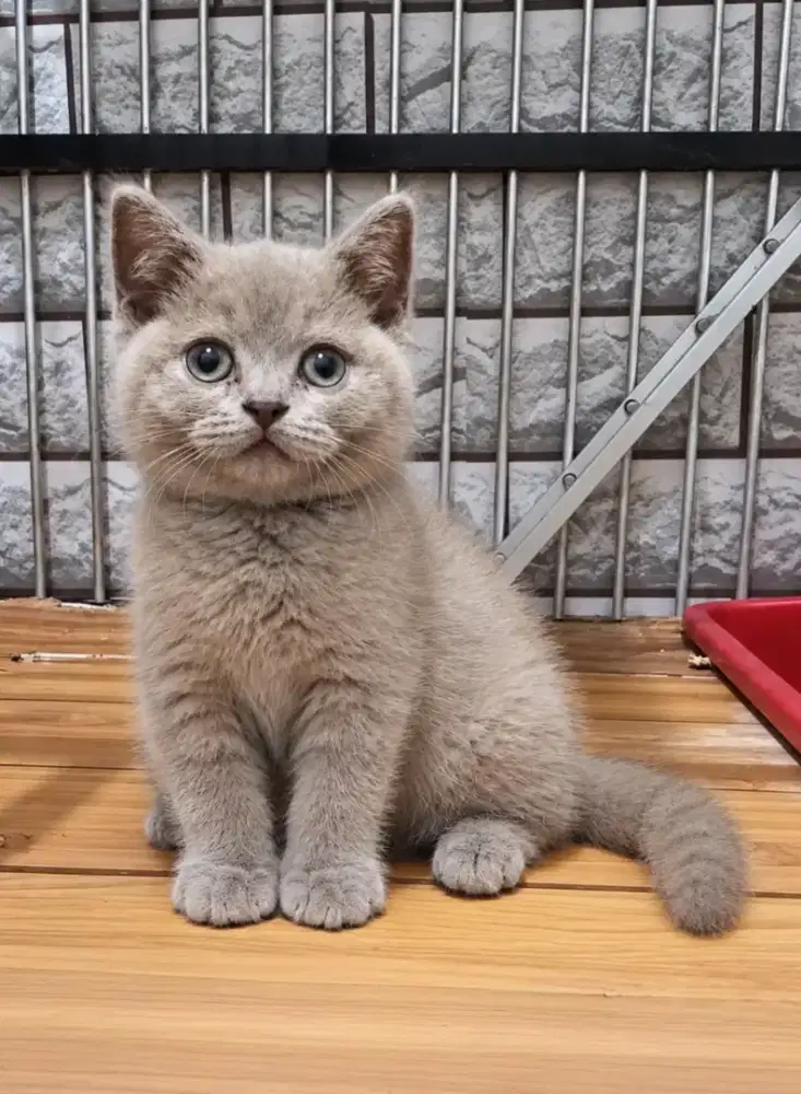 Bsh Lilac Betina