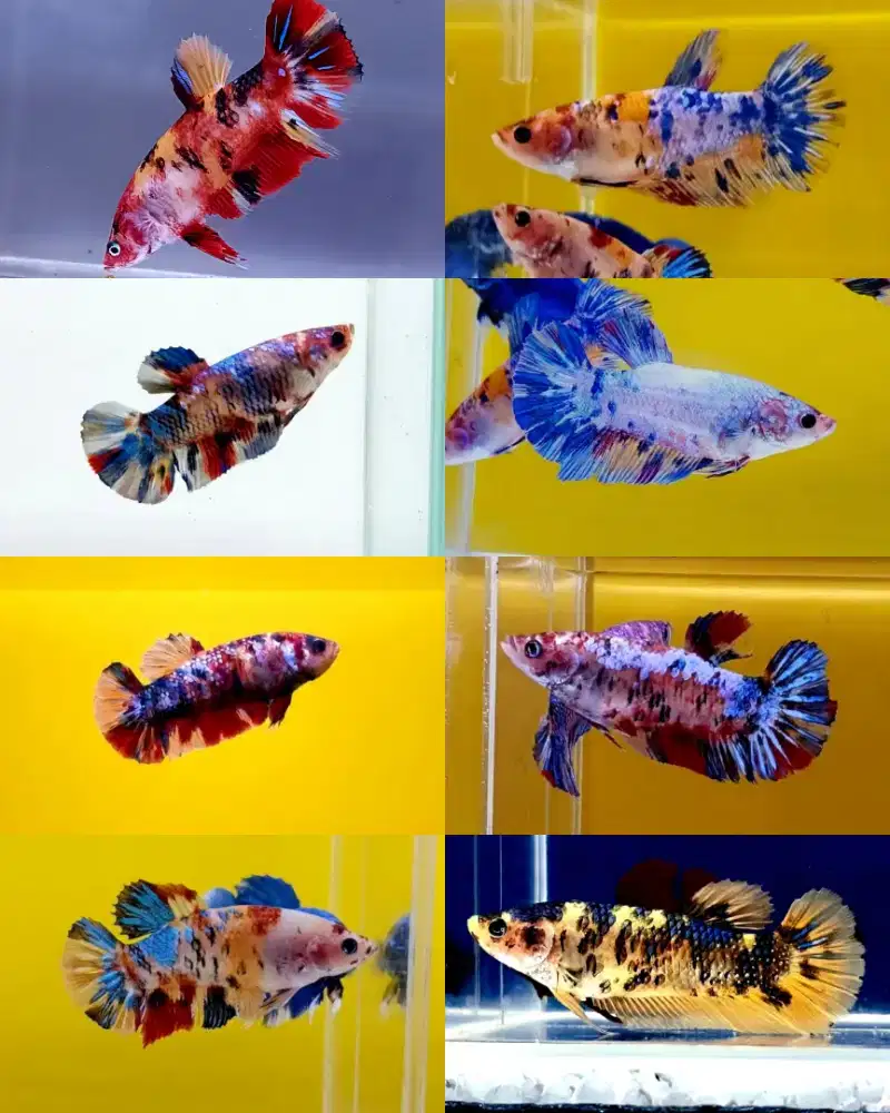 ikan cupang betina giant siap bertelur