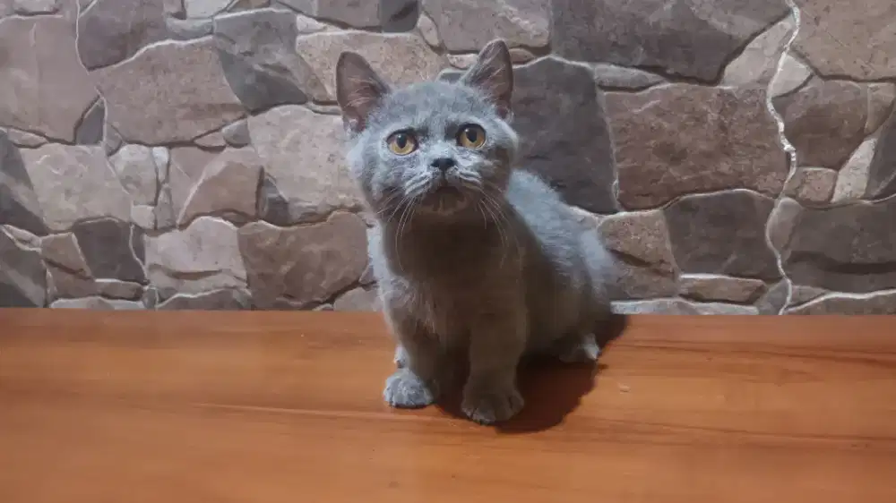 Bsh munchkin blue  jantan