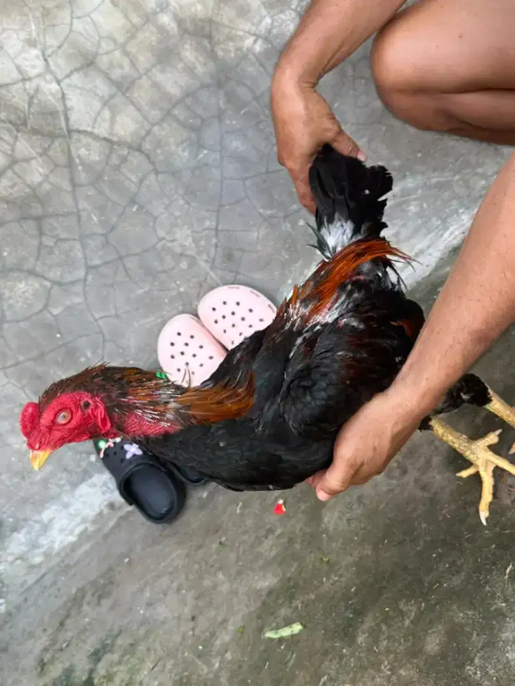 di jual cepat ayam muda