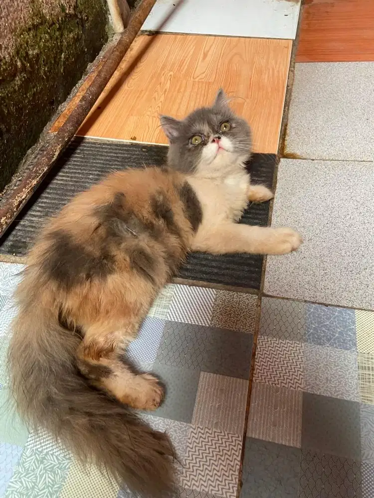 Kitten persia betina