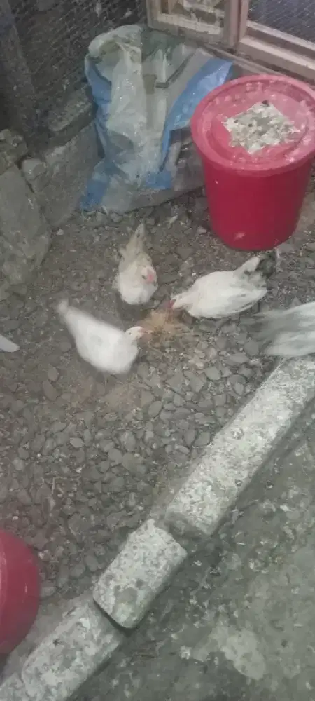 2 Ekor betina borongan