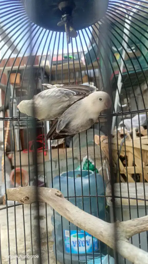 Lovebird Biola Ewing