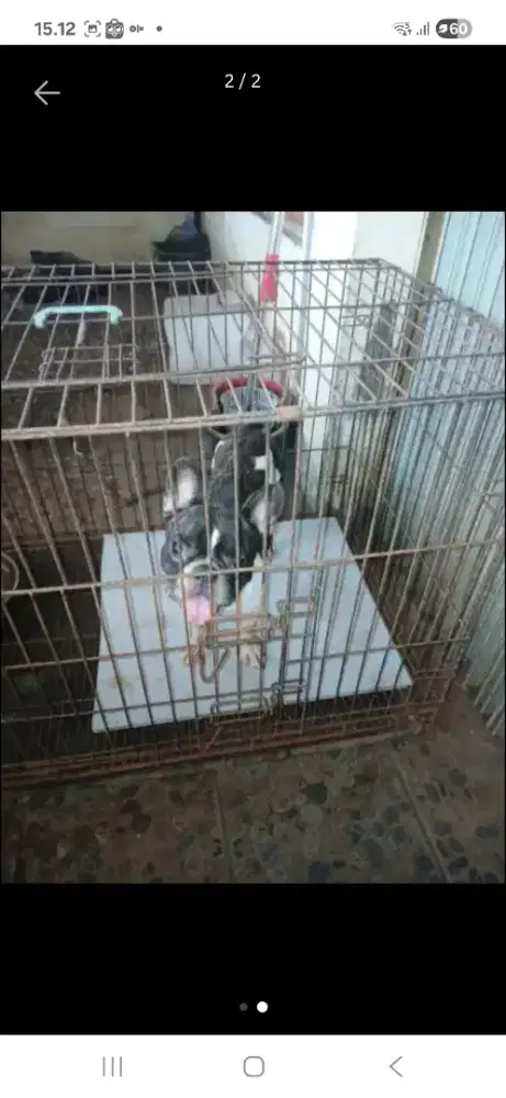 Jual Anjing frenh buldog