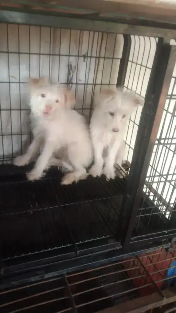 maltese mix shipo jantan dan betina