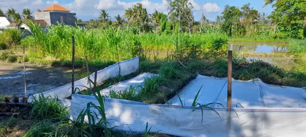 Jual tanah 21,40 pinggir jln ITR perumahan di Jl Pering Gianyar Bali