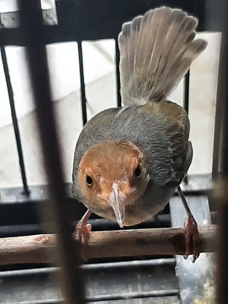 Prenjak betina siapan