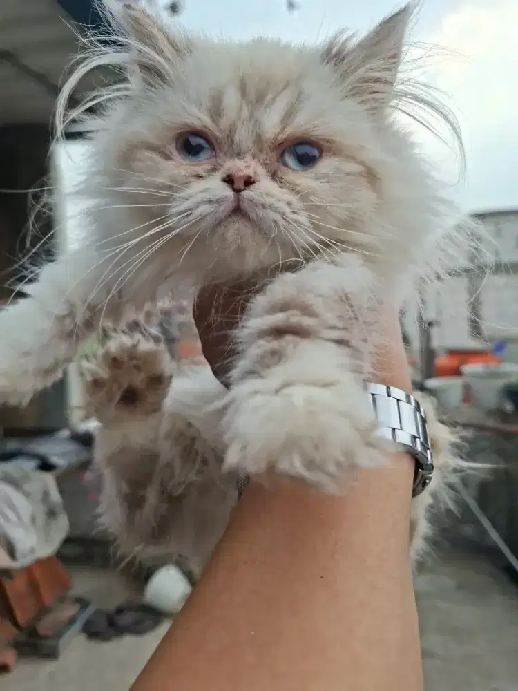 Kucing ras persia himalaya flatnose,maincoone,british short,peaknose