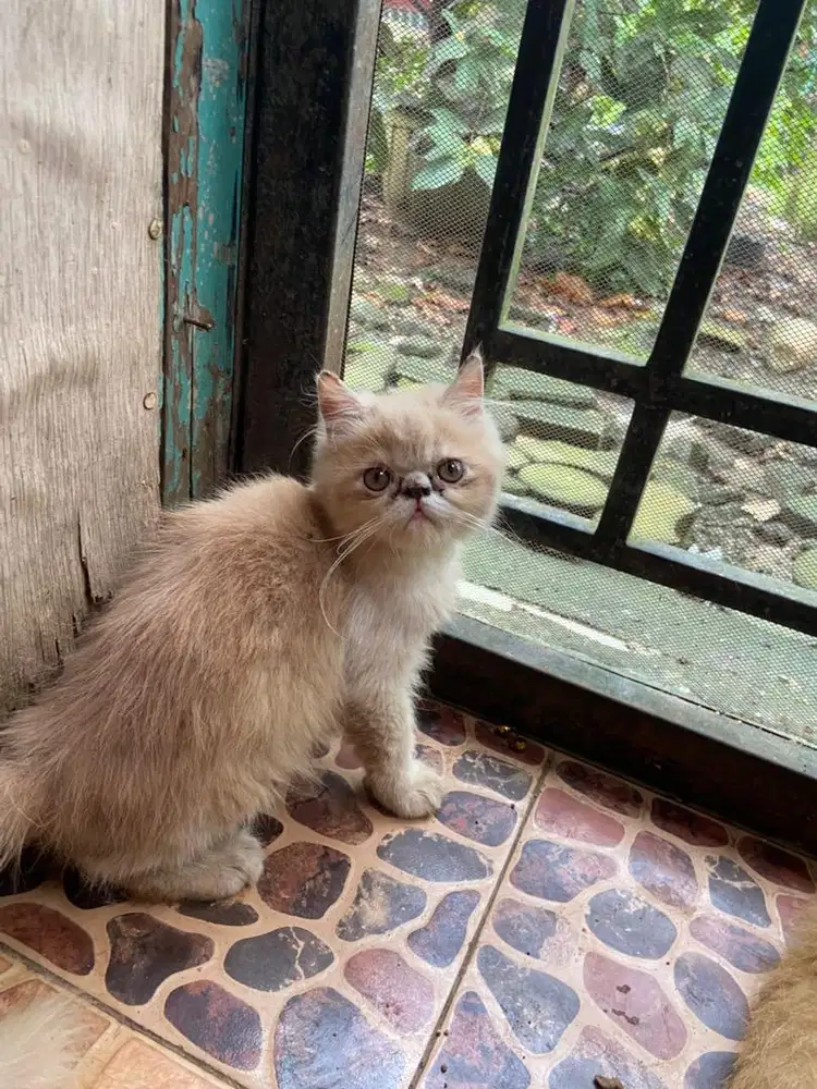 Kitten peaknose jantan