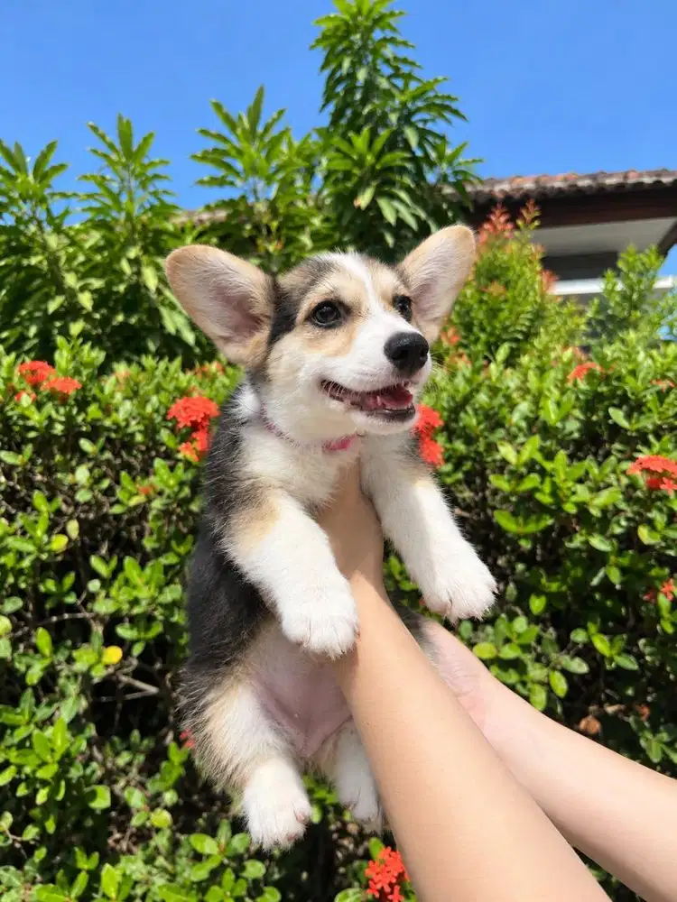 Pembroke Welsh Corgi (SHORTHAIR)