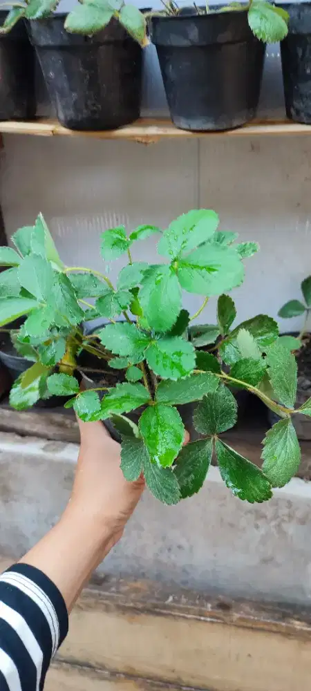 Pohon strawberry