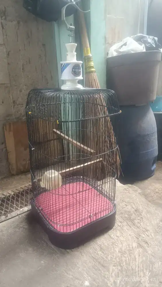 Kandang lovebird