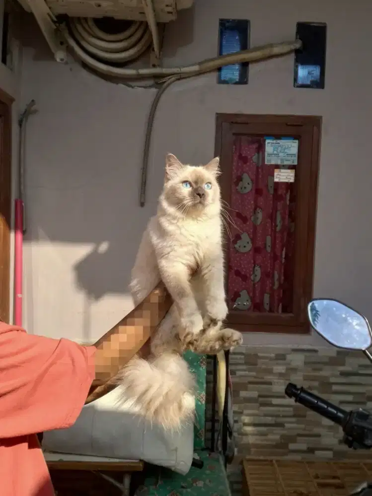 kucing ragdoll mix, betina