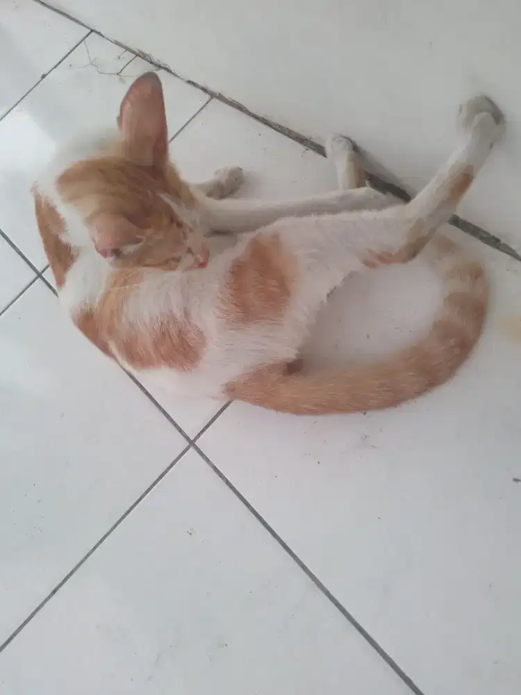 Cari kerja halal