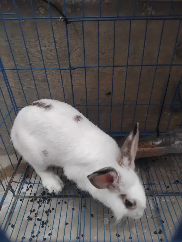 Kelinci dewasa siap kawin murah