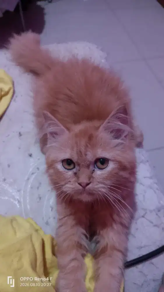 Kitten Persia Betina