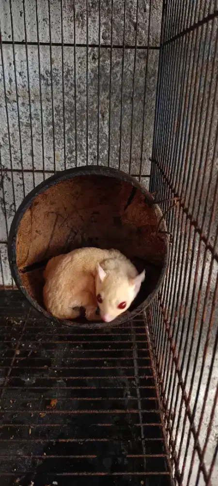 Sugar Glider Leucistic Mata merah