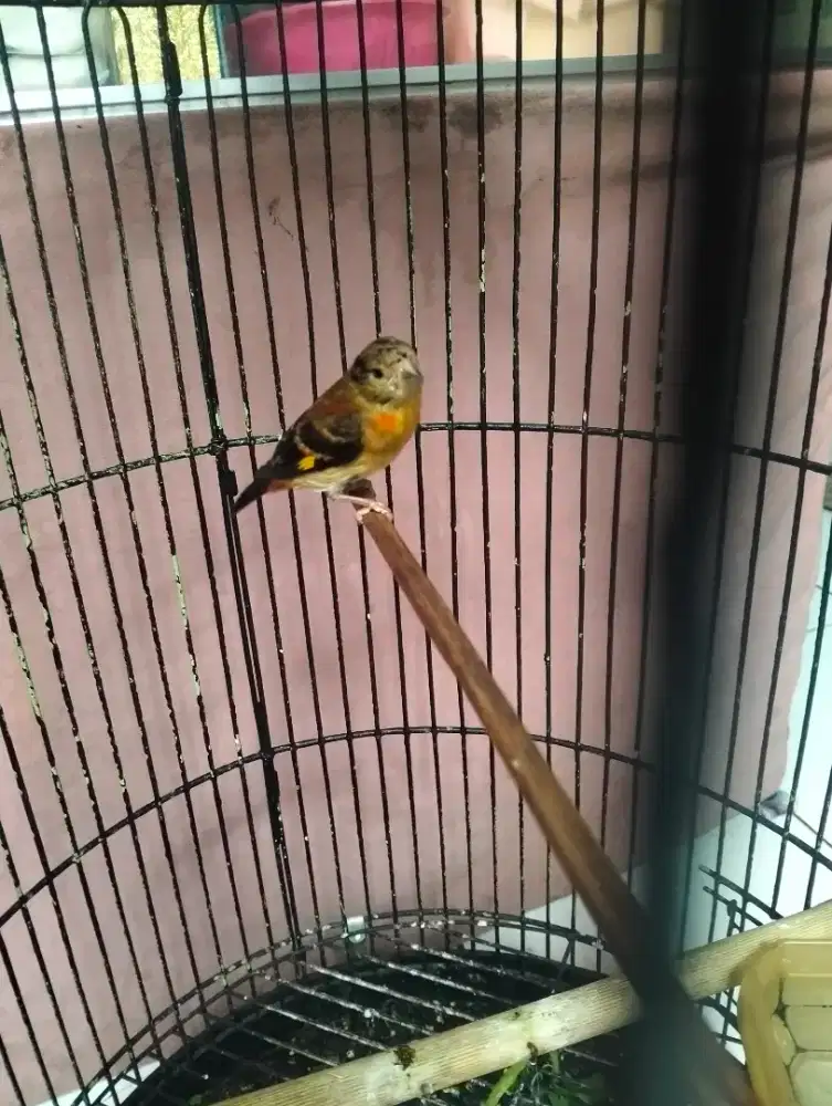Burung jantan red siskin clasik paud