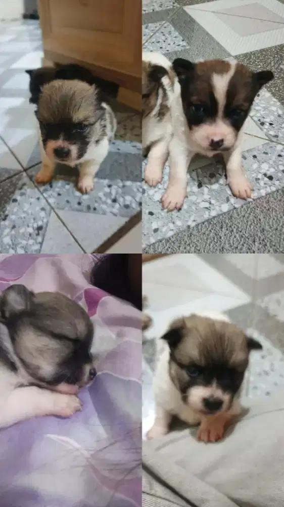 Anak anjing chihuahua x minipom (puppy),Harga masih bisa nego