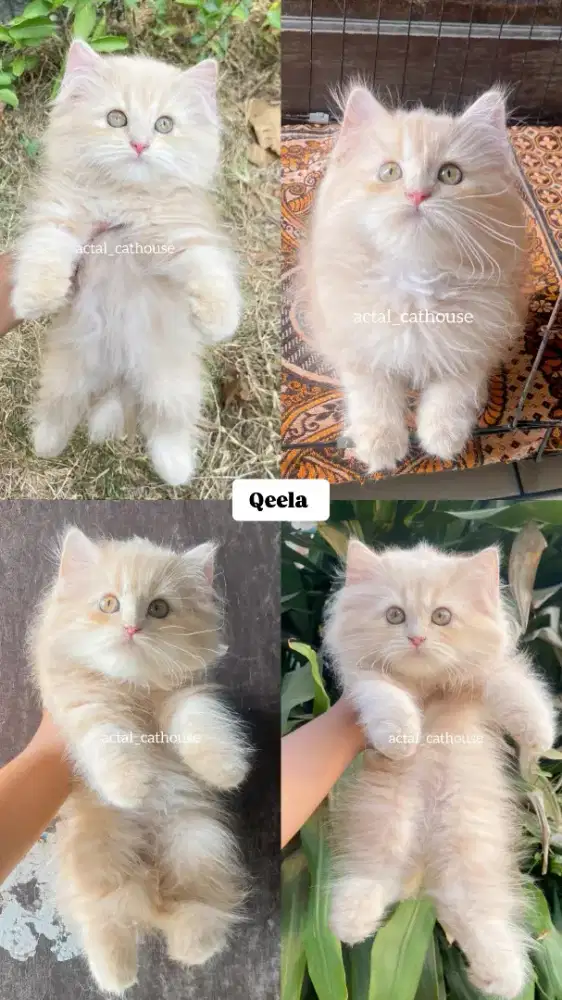 Kucing Persia X Bsh