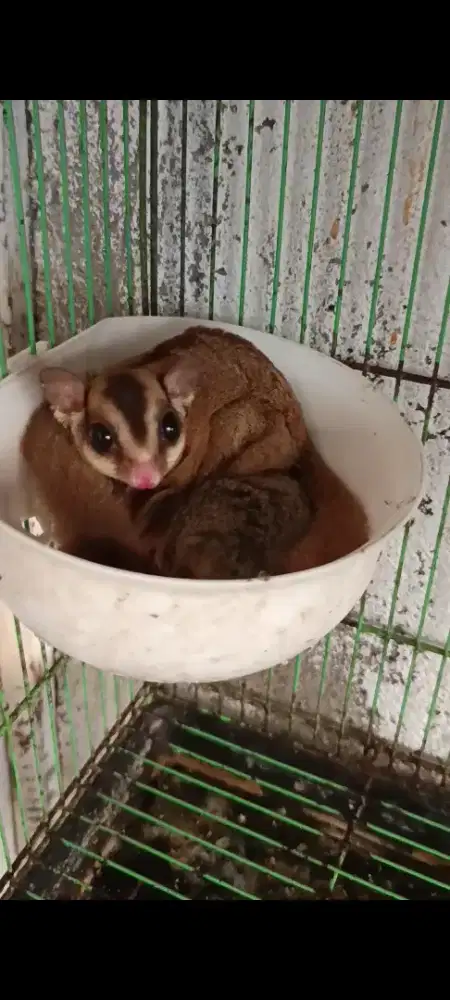 Sugar glider grey