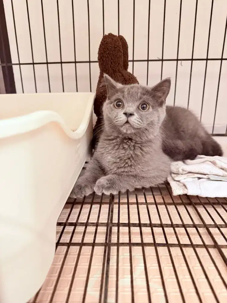 KUCING BSH JANTAN 12 BULAN