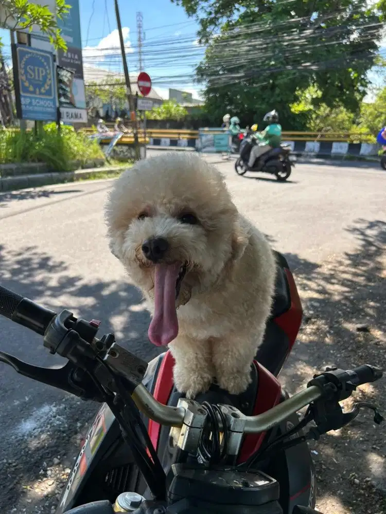 poodle mix bichon