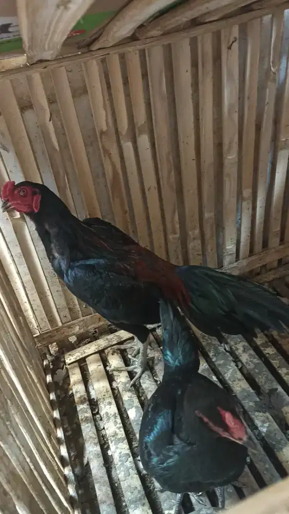 Ayam Bangkok jenis