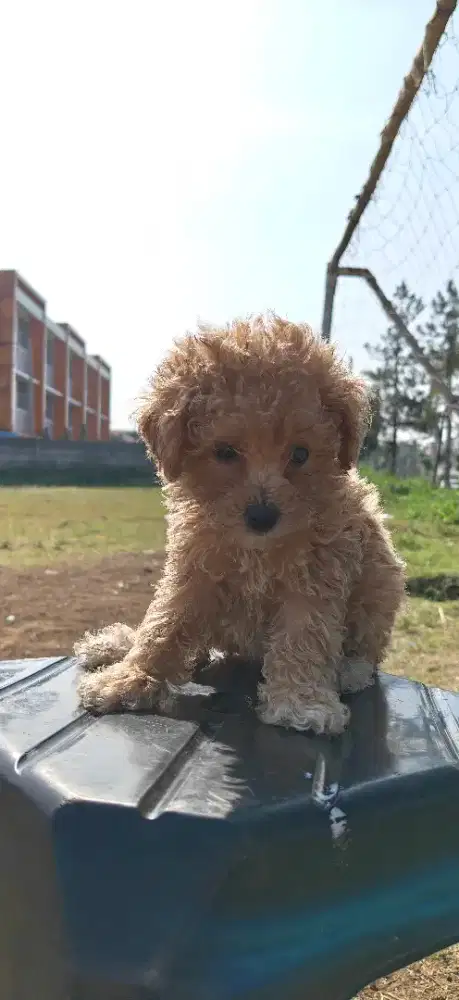 puppy poodle 2.5bulan non stb