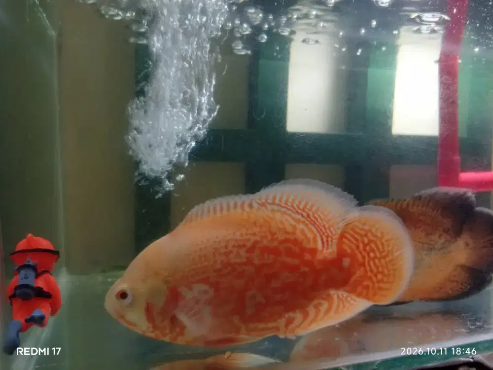 Jual cepat ikan oscar