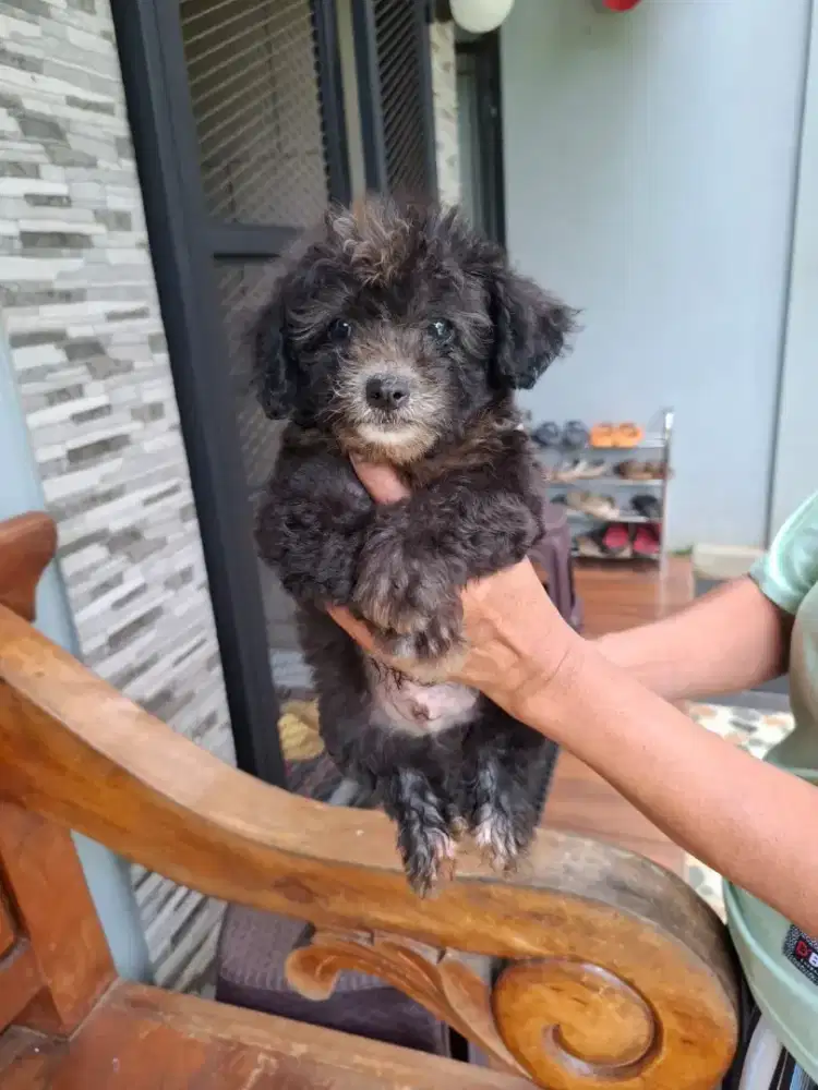 Anjing poodle silver jantan Dob 6 September 2026