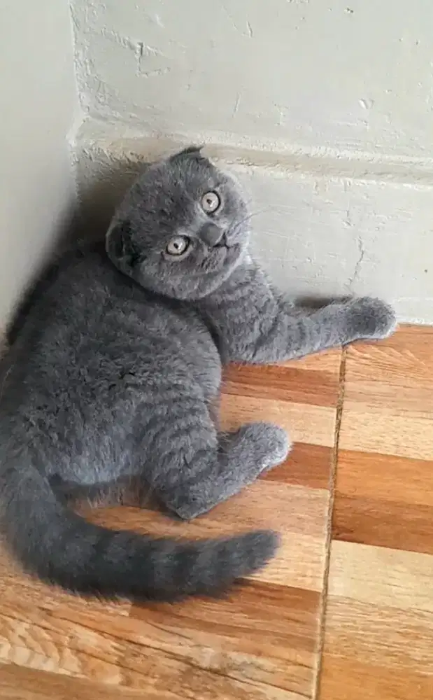 Kitten Scottish fold