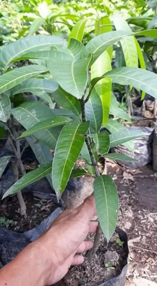 bibit mangga kiojay