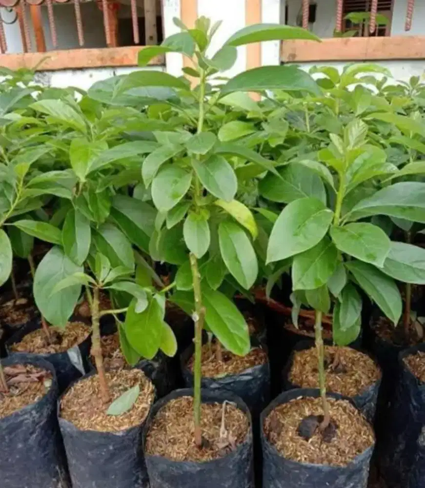 bibit pohon alpukat mentega