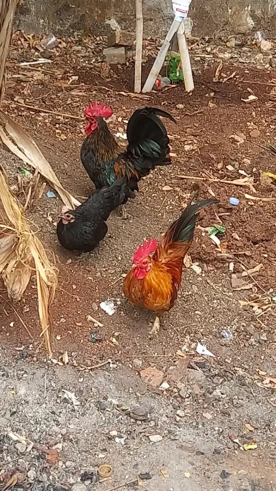 Jual ayam kate hias